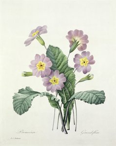 Primula (زهرة الربيع) ، نقشها Bessin ، من "Choix des Plus Belles Fleurs" ، 1827